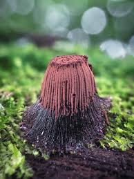 Attēlu rezultāti vaicājumam “Trichia crateriformis macro”