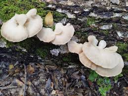 Attēlu rezultāti vaicājumam “Vouauxiomyces santessonii”