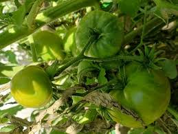 Afbeeldingsresultaat voor carbon tomato