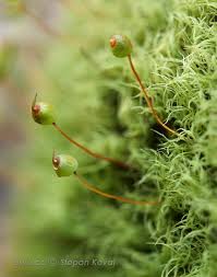 Attēlu rezultāti vaicājumam “Barbilophozia lycopodioides macro”