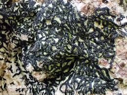 Attēlu rezultāti vaicājumam “Opegrapha atra”