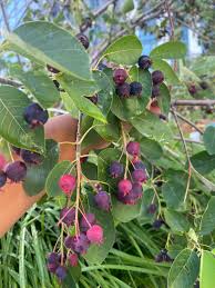 Attēlu rezultāti vaicājumam “Amelanchier spicata fruit”