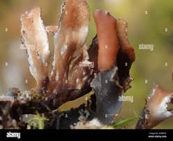 Attēlu rezultāti vaicājumam “Peltigera polydactylon”