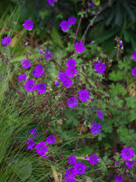 Attēlu rezultāti vaicājumam “Geranium pyrenaicum leaf”