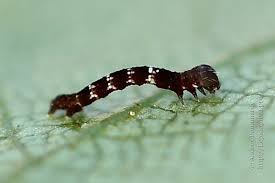 Attēlu rezultāti vaicājumam “Selenia dentaria larva”