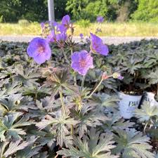 Attēlu rezultāti vaicājumam “Geranium pratense bud”
