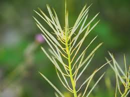 Attēlu rezultāti vaicājumam “Cardamine impatiens fruit”