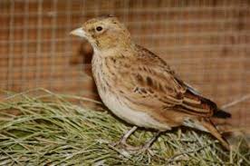 Image result for Melanocorypha yeltoniensis