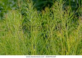 Attēlu rezultāti vaicājumam “Brassica napus fruit”