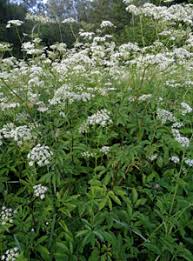 Attēlu rezultāti vaicājumam “Chaerophyllum aromaticum fruit”