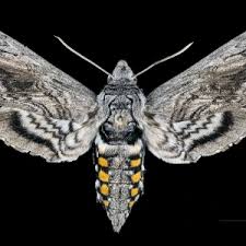 Attēlu rezultāti vaicājumam “Scapania mucronata macro”