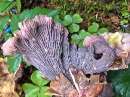 Attēlu rezultāti vaicājumam “Gomphus clavatus”