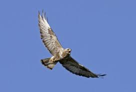 Attēlu rezultāti vaicājumam “Buteo lagopus adult”