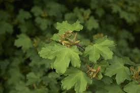 Attēlu rezultāti vaicājumam “Acer campestre fruit”