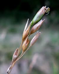 Attēlu rezultāti vaicājumam “Danthonia decumbens fruit”