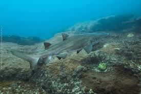 Image result for Carcharias taurus