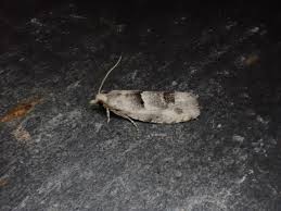 Attēlu rezultāti vaicājumam “Epinotia bilunana”