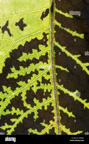 Attēlu rezultāti vaicājumam “Telekia speciosa leaf”