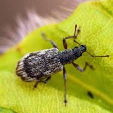 Attēlu rezultāti vaicājumam “Polydrusus tereticollis”