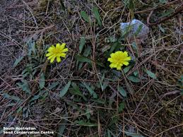 Attēlu rezultāti vaicājumam “Hypochaeris radicata”