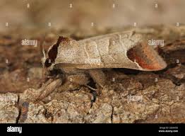 Attēlu rezultāti vaicājumam “Clostera curtula”