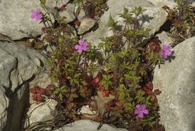 Attēlu rezultāti vaicājumam “Geranium robertianum”