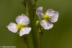 Attēlu rezultāti vaicājumam “Alisma gramineum flower”