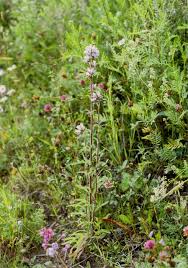 Attēlu rezultāti vaicājumam “Campanula cervicaria bud”
