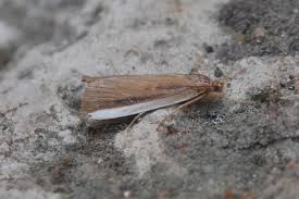 Attēlu rezultāti vaicājumam “Donacaula mucronella”