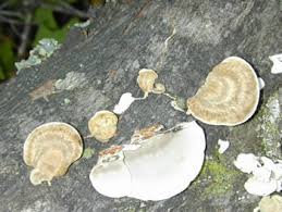 Attēlu rezultāti vaicājumam “Trametes hirsuta”