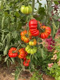 Afbeeldingsresultaat voor costoluto genovese tomato