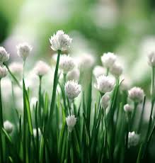 Image result for Allium tuberosum