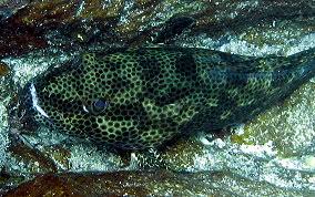Image result for Epinephelus adscensionis