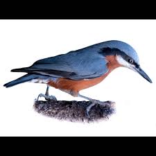 Attēlu rezultāti vaicājumam “Sitta europaea male”