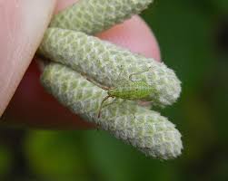 Attēlu rezultāti vaicājumam “Pantilius tunicatus”