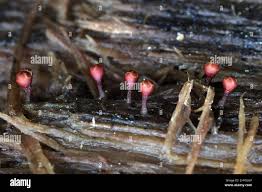 Attēlu rezultāti vaicājumam “Trichia botrytis”