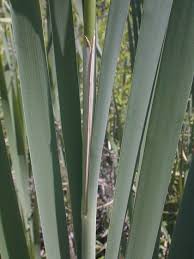 Attēlu rezultāti vaicājumam “Typha latifolia leaf”