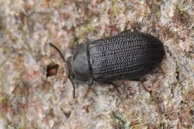 Attēlu rezultāti vaicājumam “Grynocharis oblonga”