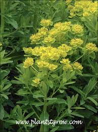 Attēlu rezultāti vaicājumam “Euphorbia palustris”