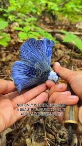 Attēlu rezultāti vaicājumam “Lactarius”