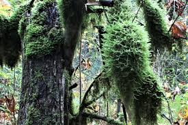 Attēlu rezultāti vaicājumam “Neckera pennata sporophyte”