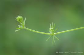 Image result for Galium aparine