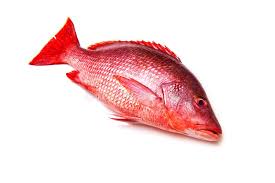 Image result for Lutjanus campechanus