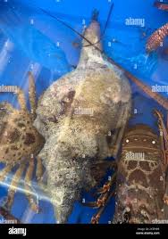 Image result for Triplofusus giganteus