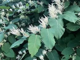 Attēlu rezultāti vaicājumam “Reynoutria sachalinensis”