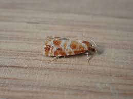 Attēlu rezultāti vaicājumam “Rhyacionia pinicolana”