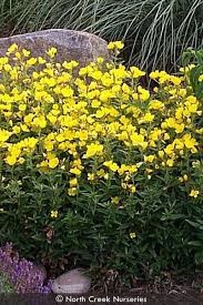 Attēlu rezultāti vaicājumam “Oenothera rubricauli flower”