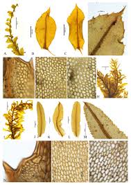 Attēlu rezultāti vaicājumam “Plagiomnium elatum”