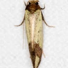 Attēlu rezultāti vaicājumam “Incurvariidae”