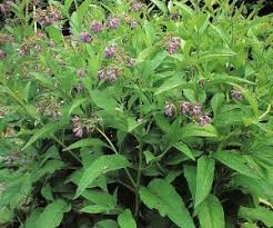 Attēlu rezultāti vaicājumam “Symphytum officinale leaf”